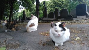 chats au cimetière