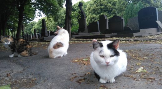 chats au cimetière