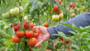 Récolte Tomates serres municipales Roubaix par le CCAS